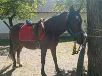 Kobyła, Konie — zdjęcie 3