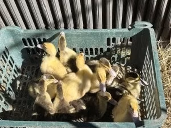 Ducks — Macarıstan