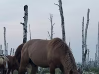 Hengst, Kushum Horse — Foto 4