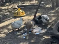 Ducks — Foto 2