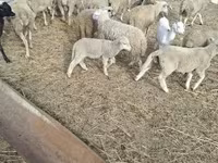 公羊, Sheep — 照片 6
