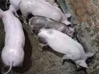 सूअर (लॉट, लिंग निर्दिष्ट नहीं), सूअर — फ़ोटो 4
