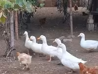 Ducks — फ़ोटो 2