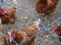 Chickens — Foto 3