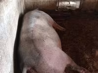 Porca, Porcos — foto 2
