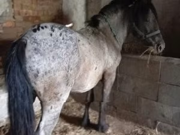 Koń, Appaloosa