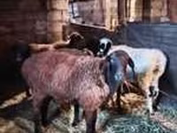 Bélier, Rhon sheep — photo 3