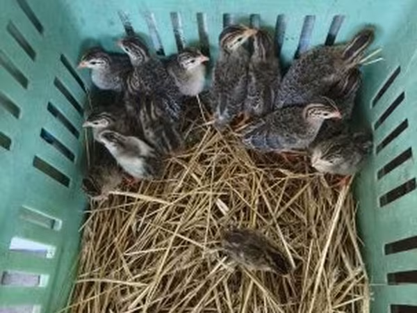 Guinea fowl