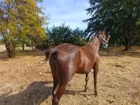 Kobila, Standardbred — fotografija 4
