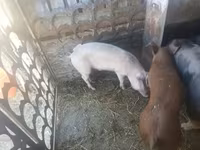 Қабан, Шошқалар — 3-сурет