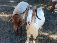 Cabras (lote, sexo não especificado), Cabras — foto 4