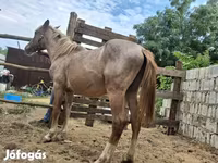 Caballo, Caballos — foto 2