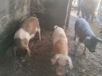Porcs (lot, sexe non indiqué) — photo 3