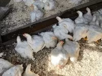Chickens — Foto 1