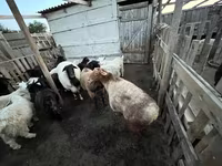 Koza, Kozy — zdjęcie 3