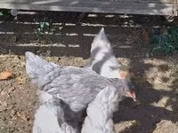 Brahma — foto 1