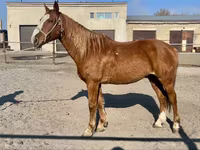Horse (M), Kustanai horse — photo 4