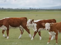 Byk, Simmental cattle — zdjęcie 6