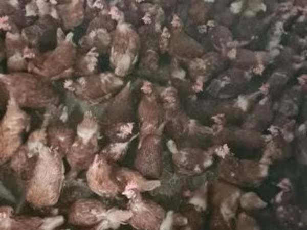 丹麦母鸡