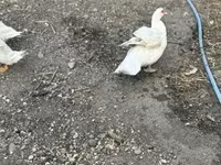 Ducks — zdjęcie 4
