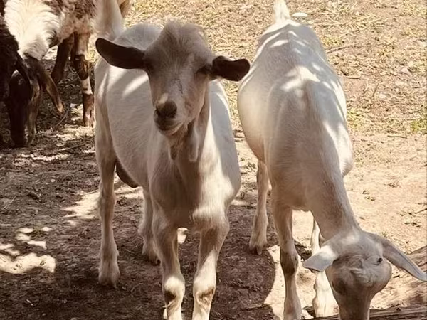 Kozioł, Alpine goat