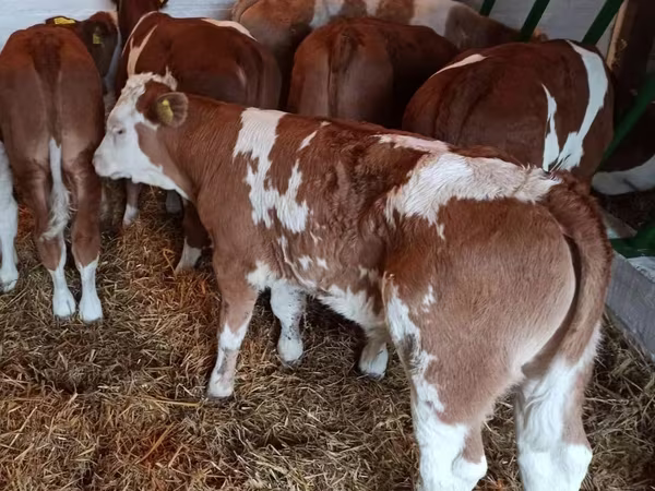 أبقار (دفعة، الجنس غير محدد), Simmental cattle
