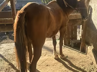 Égua, Cavalos — foto 1