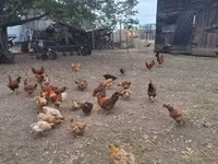 Chickens — 照片 1