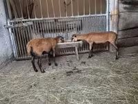 Carnero, Cameroon sheep — foto 2