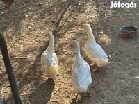 Ducks — 照片 2