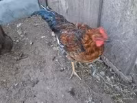 Chickens — Foto 3