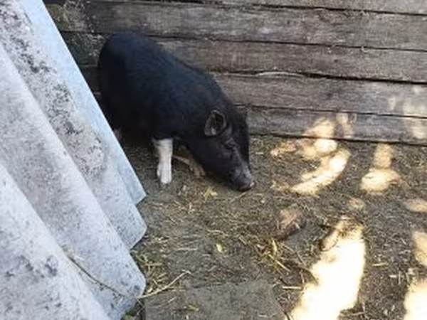 Eber, Вьетнамская вислобрюхая