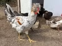 Chickens — फ़ोटो 2