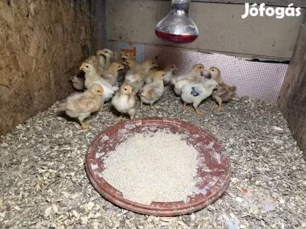 Chickens