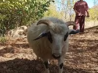 公羊, Racka sheep — 照片 5