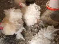 Chickens — zdjęcie 3