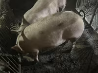 Knur, Świnie — zdjęcie 1
