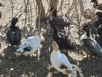 Ducks — फ़ोटो 5