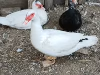 Ducks — Foto 4