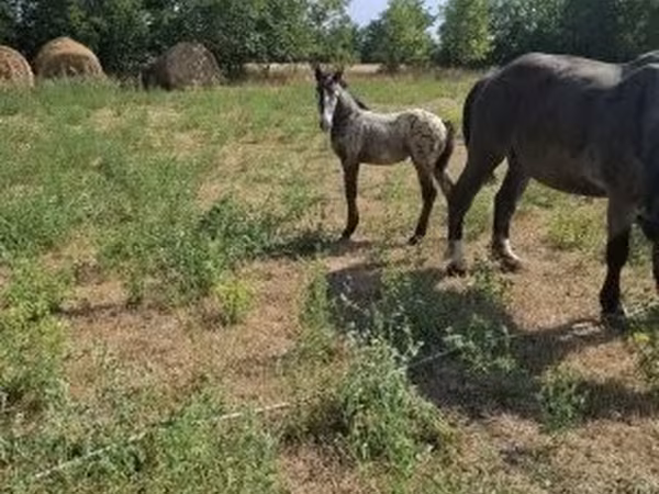 Cheval, Lipizzaner