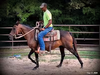 Kobila, Quarter Horse — fotografija 6