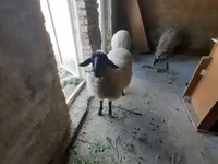 Oveja, Ovejas — foto 1