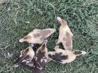 Ducks — fotografija 1