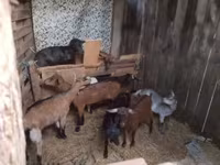 Boucs, Chèvres — photo 1