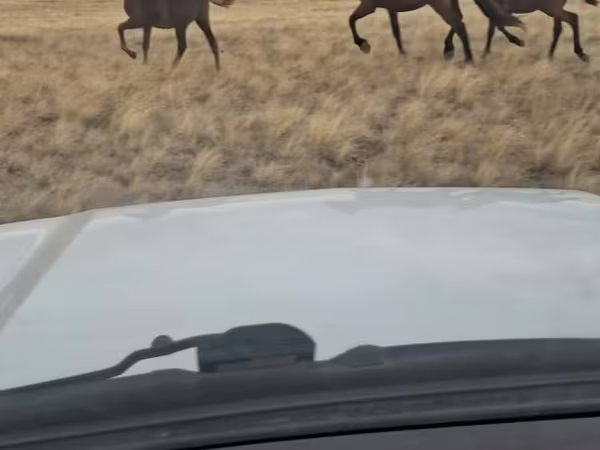 Kobyła, Kazakh horse
