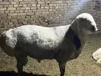 Ovan, Afghan Arabi sheep — fotografija 6