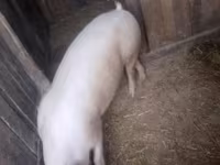 Boar, Pigs — photo 1