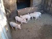 Eber, Schweine — Foto 2