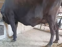 Krowa, Bydło — zdjęcie 6