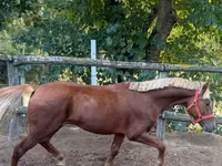 Pastuv, Коњи — fotografija 1